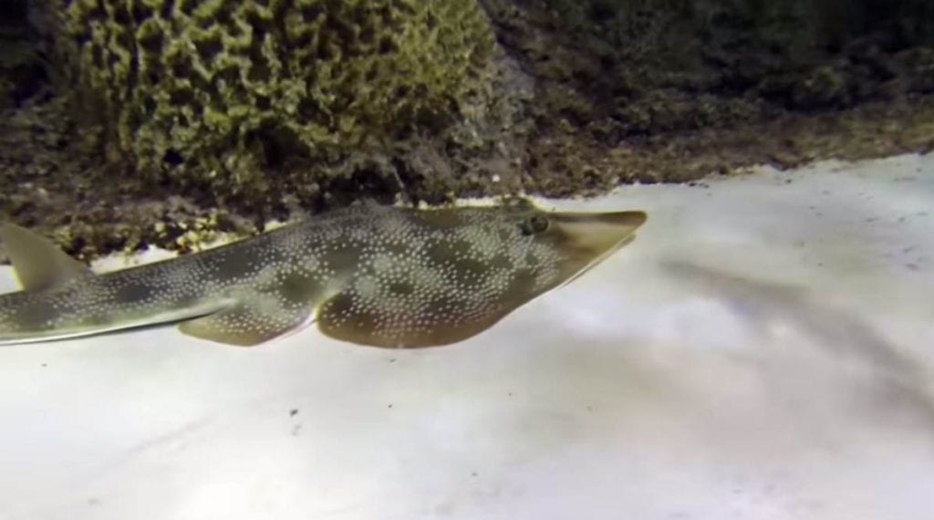 Meet our newest resident, the Guitarfish at Florida Keys Aquarium Encounters.