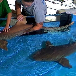 Stingray Cove, Big Shark Bay and Nursery Pre-Purchase Picture Packages