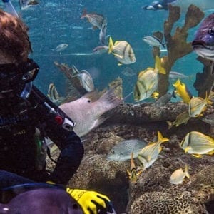 Coral Reef Certified Dive