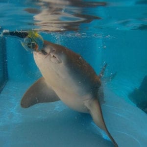 Big Shark Bay Encounter