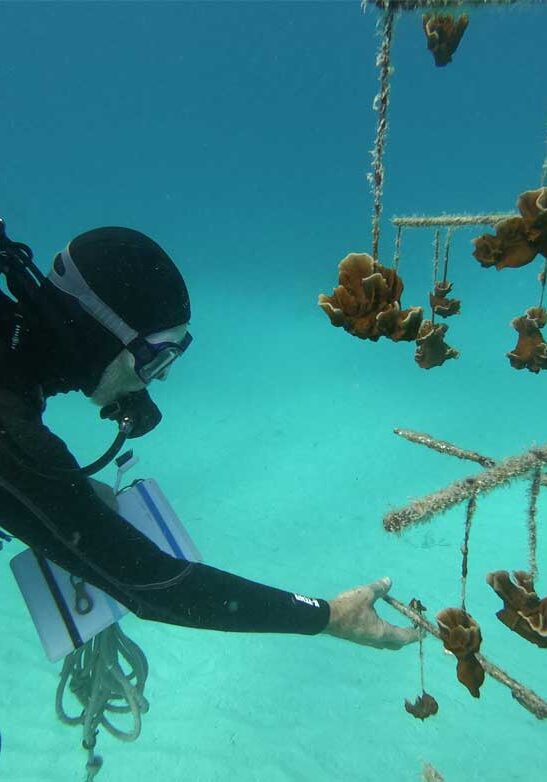 conservation-corals-2