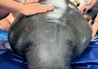 manatee-conservation