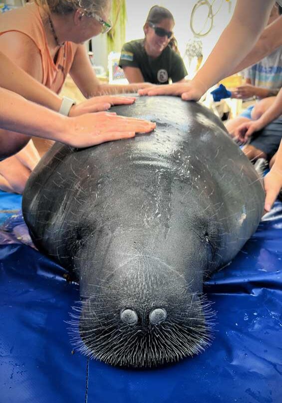 manatee-conservation