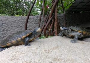 mangrove terrapins2