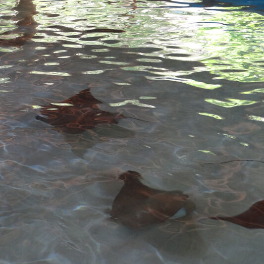 stingray-cove