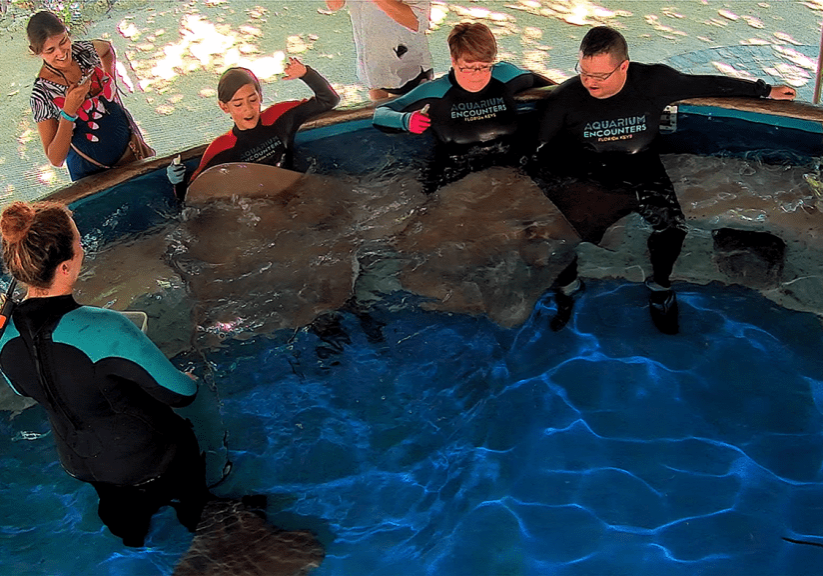 stingray-cover-homepage